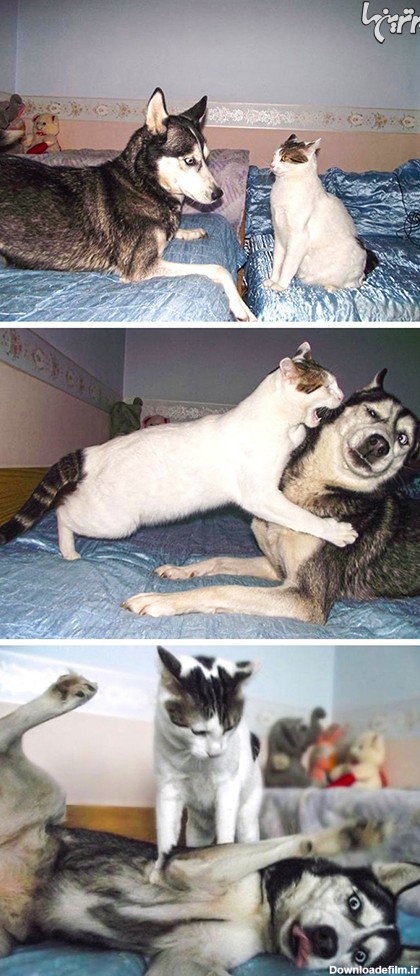 عکس های بامزه و خنده دار از دنیای سگ و گربه ها