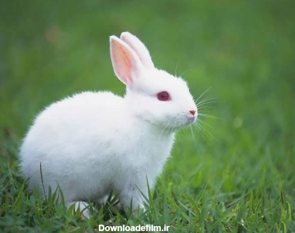 عکس سفید خرگوش