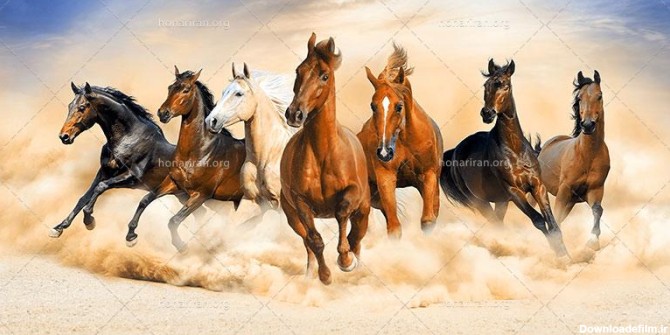 دانلود عکس و تصویر با کیفیت بالا و زیبای دویدن هفت اسب بر روی شن و ...