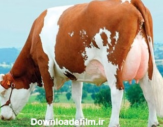 دانلود مقاله ارزیابی گاو شیری و گاو گوشتی ppt پاورپوینت fbsep7