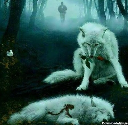 عکس زیباترین گرگ جهان