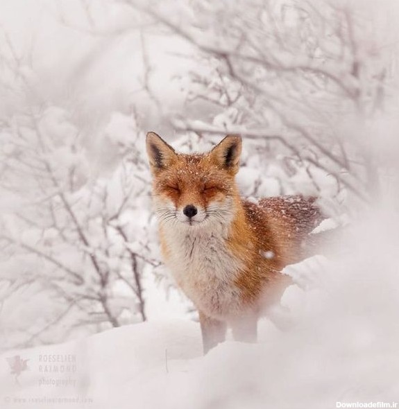 تصاویر: ژست‌های جالب روباه‌ها در هوای برفی