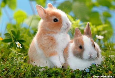 عکس خرگوش کوتوله هلندی