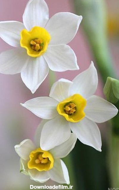 عکس گل نرگس برای صفحه گوشی - عکس نودی