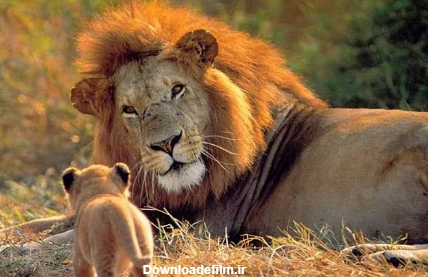مجموعه عکس پروفایل شیر پادشاه جنگل؛ قدرتمند و مغرور | ستاره
