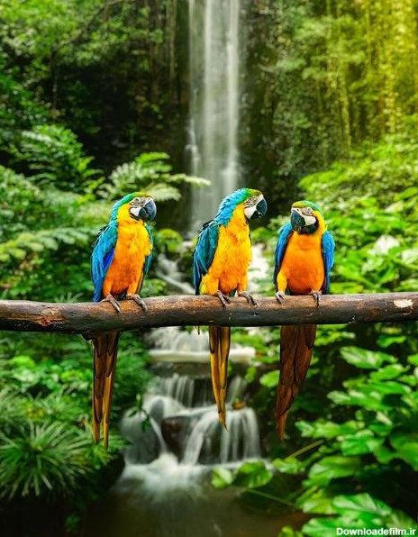 عکس پرندگان جنگل امازون