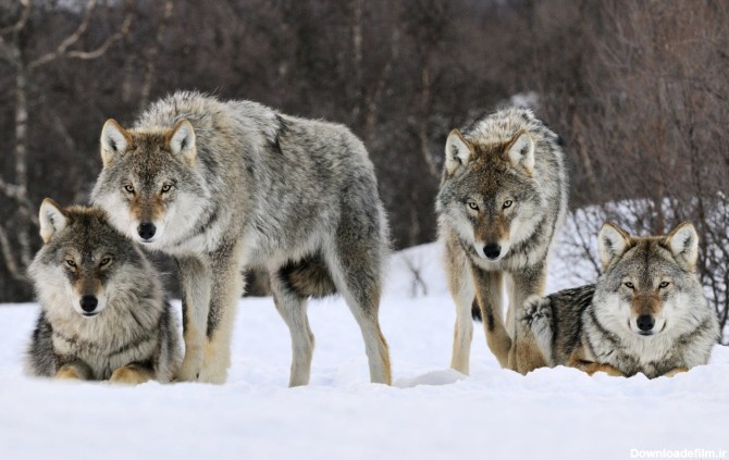 تصاویر زیبایی از گرگ های خاکستری ایرانی را ببینید