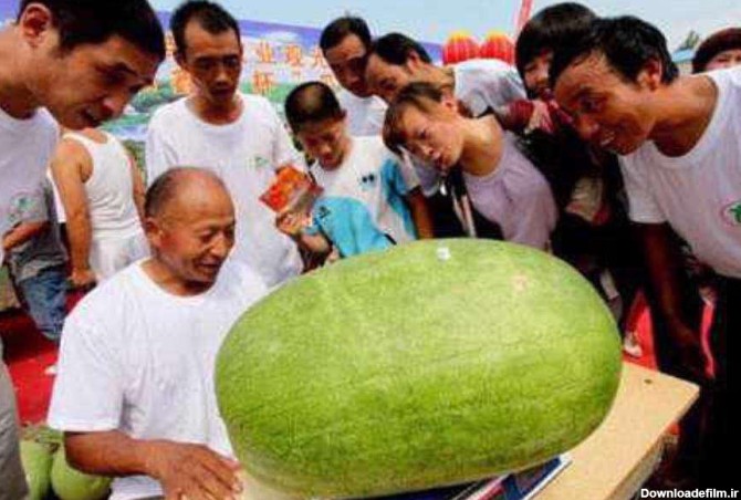 یک کشاورز چینی پس از سالها تلاش و در اقدامی بی سابقه موفق به پرورش هندوانه‌‌ای در مزرعه خود شده که ۸۰ کیلوگرم وزن دارد.