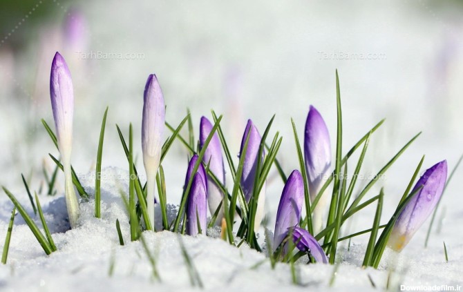 تصویر با کیفیت گل زعفران در برف