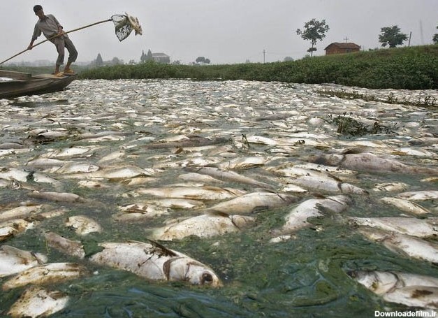 ماهی های مرده در بزرگترین رودخانه بولیوی - خبرآنلاین