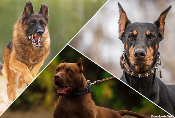 همه‌ی نژادهای سگ های نگهبان را بشناسیم - مهارت آموزی به هدف تولید