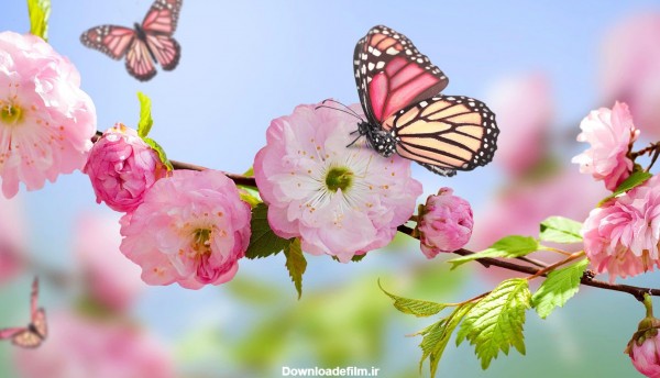عکس زیبای گل و پروانه