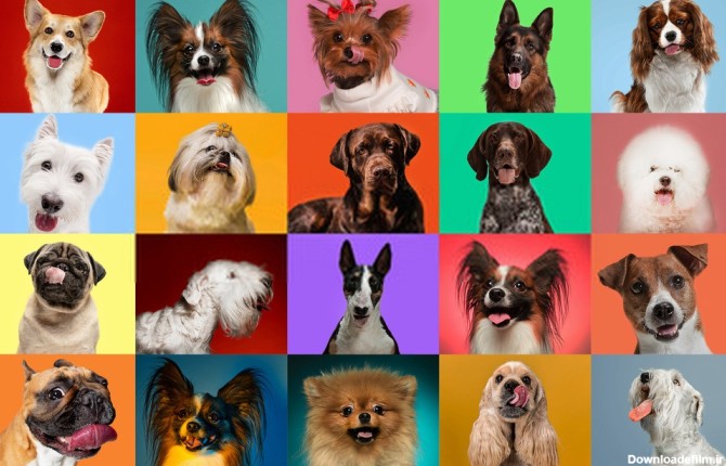 عکس نژادهای مختلف سگ ها