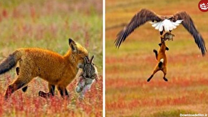 لحظه شکار شدن روباه توسط عقاب حین شکار خرگوش