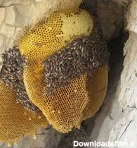 عکس کندوی عسل در طبیعت