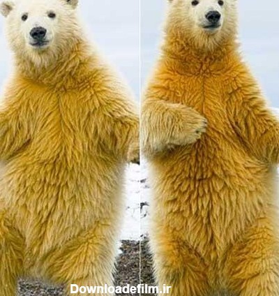 خرس قطبی عجیب و بامزه ای که می رقصد! + عکس
