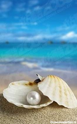 تصاویر زیبایی از صدف های دریایی