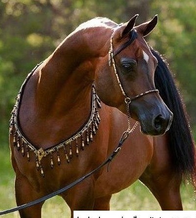 مجموعه عکس اسب های اصیل عرب (جدید)