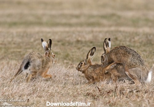 خرگوش صحرایی اروپایی عکس، تصاویر