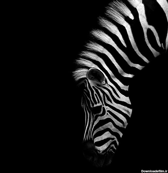جلوه‌های زیبا و سیاه و سفید از حیوانات - تصاوير بزرگ - جهان نيوز
