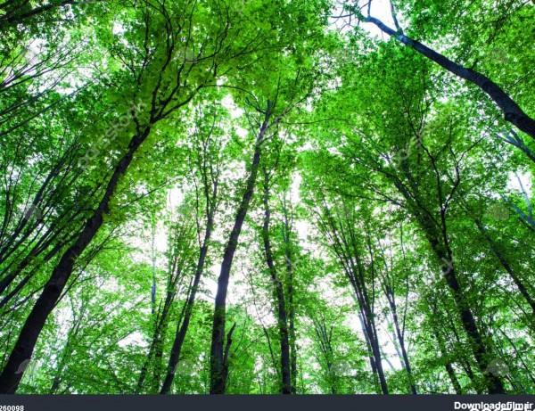 جنگل درختان طبیعت پس زمینه سبز چوب نور این خورشید 1260098