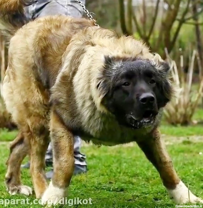 بهترین نژاد سگ ایرانی برای مقابله با گرگ - تفاوت سگ با گرگ