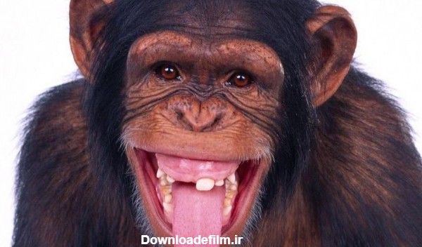 عکس شادی میمون - عکس نودی