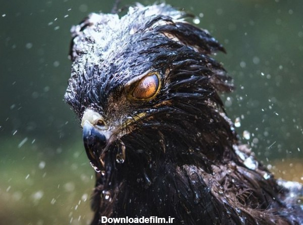 عکس | چشم عقاب در عکس روز نشنال جئوگرافیک