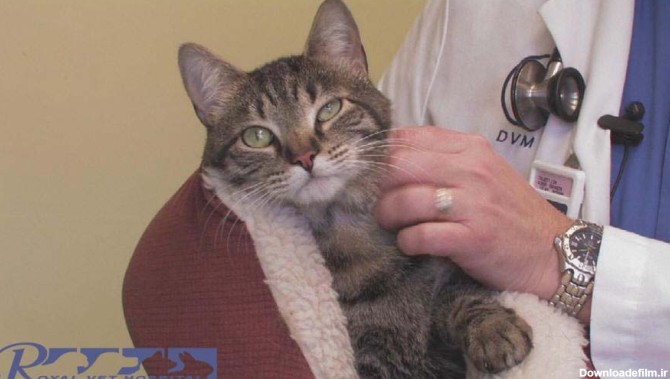 انتخاب گربه سالم - بیمارستان دامپزشکی شبانه روزی رویال | Healthy cat - Royal Vet Hospital