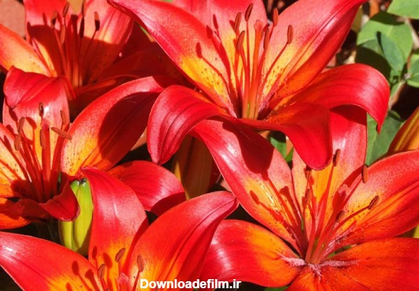 گل های لیلیوم قرمز