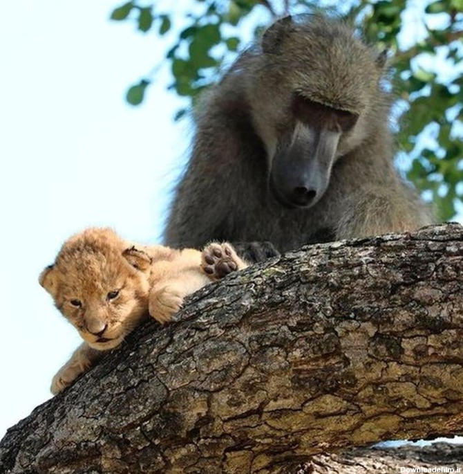 لحظات بی‌نظیر نگهداری یک میمون از توله شیر! +تصاویر
