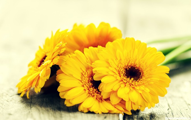 مجموعه تصویر زمینه گل زرد رنگ جذاب و با کیفیت | فریپیکر
