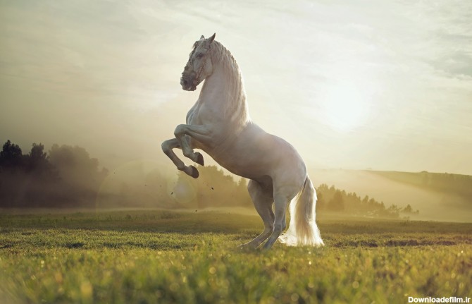 دانلود تصویر شاتر استوک اسب سفید ایستاده بر روی دو پا کد ...