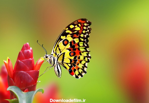 عکس جدید پروانه زیبا روی گل قرمز با کیفیت تصویر بالا