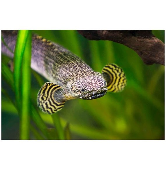 ماهی پلی-تایگر