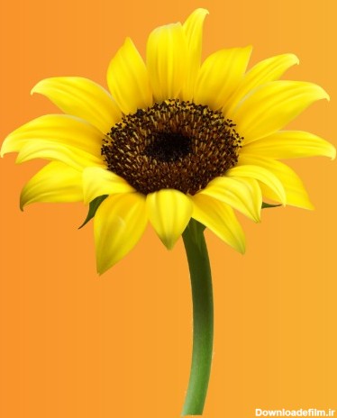 بسته فایل PNG با تصاویر "گل آفتابگردان" - نیوشاپ کالا