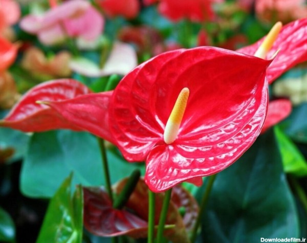 عکس زیباترین گل ایران