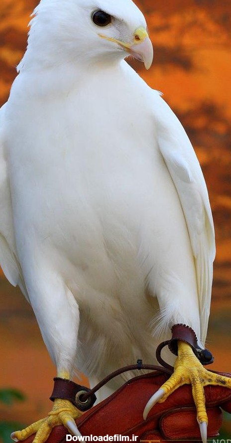 عکس عقاب سفید ایرانی - عکس نودی