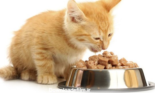 ظرف غذا گربه | ظرف آب گربه | استیل و سینی دار بهمراه استاپر ...