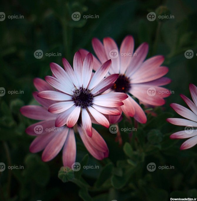 دانلود عکس گل های صورتی عاشقانه در باغ در فصل بهار | اوپیک