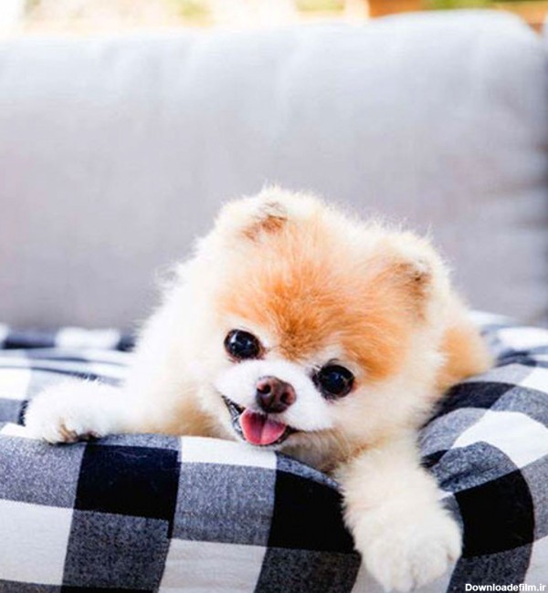 عکس سگ پامرانین؛ عکس‌های بامزه از نژادهای مختلف پامرانین