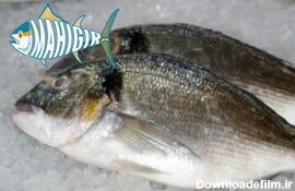 ماهی صبیتی یا جهرو - ماهیگیر
