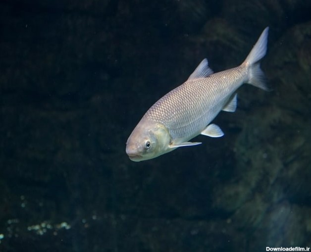 انواع ماهی های دریای خزر + ویژگی ماهیان دریای خزر | بریس فیش