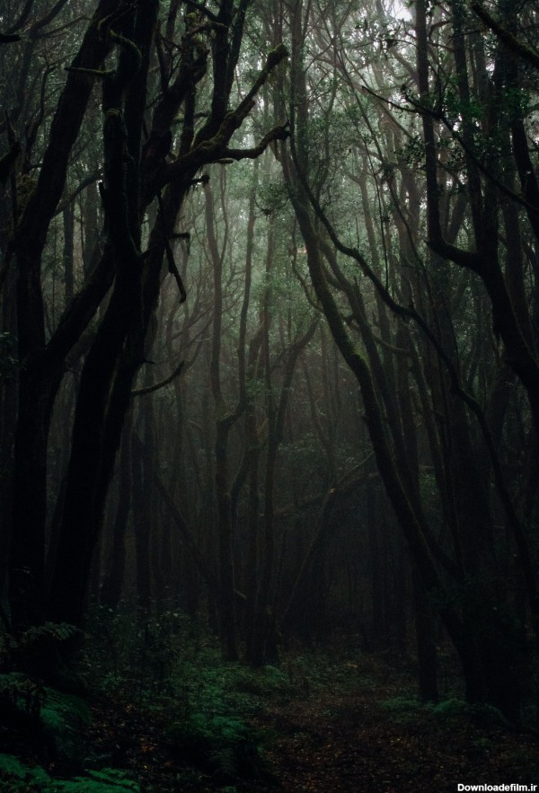 عکس زیبا از جنگل تاریک