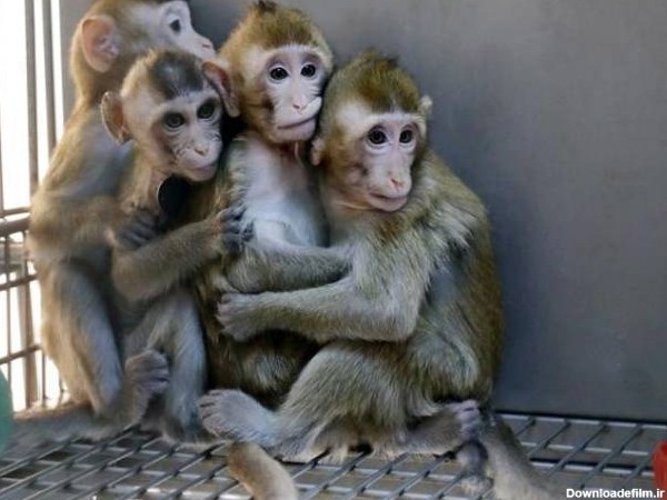 عکس چهارتا میمون