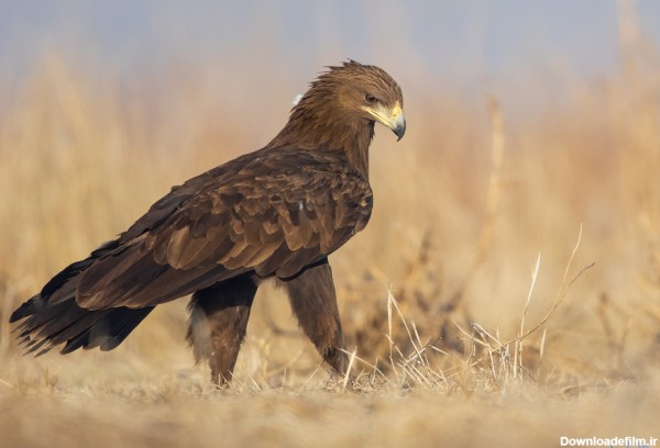 پرندگان ایران: عقاب خالدار بزرگ (تالابی) | باشگاه پرنده نگری ایرانیان