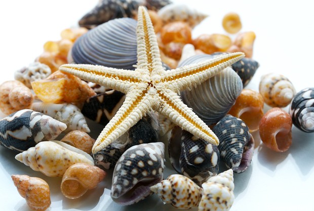 عکس صدف های زیبای دریایی ... - آلبوم تصاویر