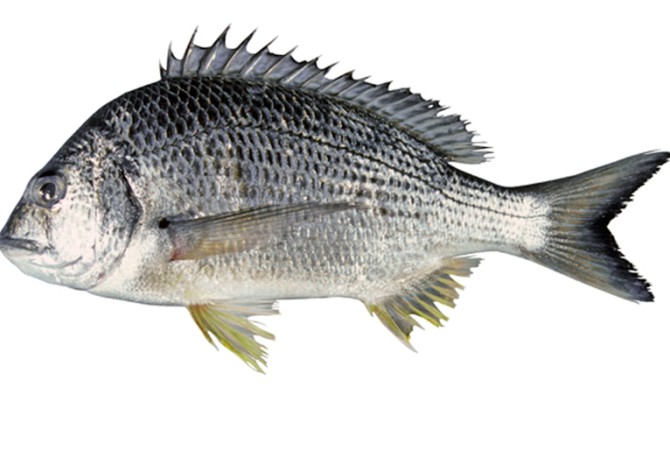 ماهی شانک | ماهی فروش