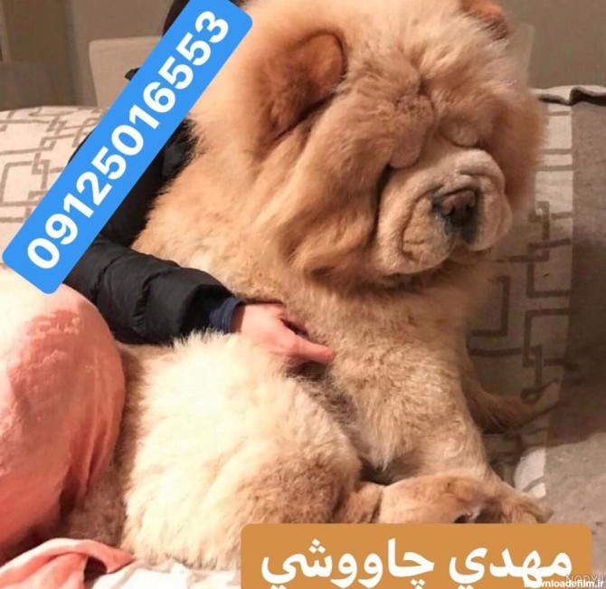 عکس سگ خرسی خیلی بزرگ