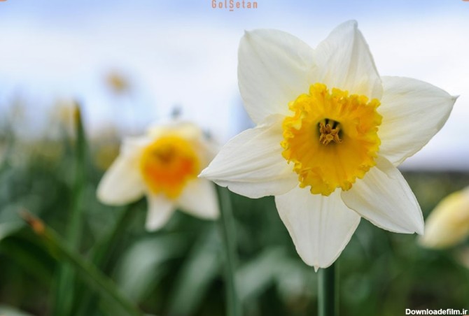 با ۱۶ مورد از گل های مناسب فصل بهار آشنا شوید | وبلاگ گُل‌سِتان